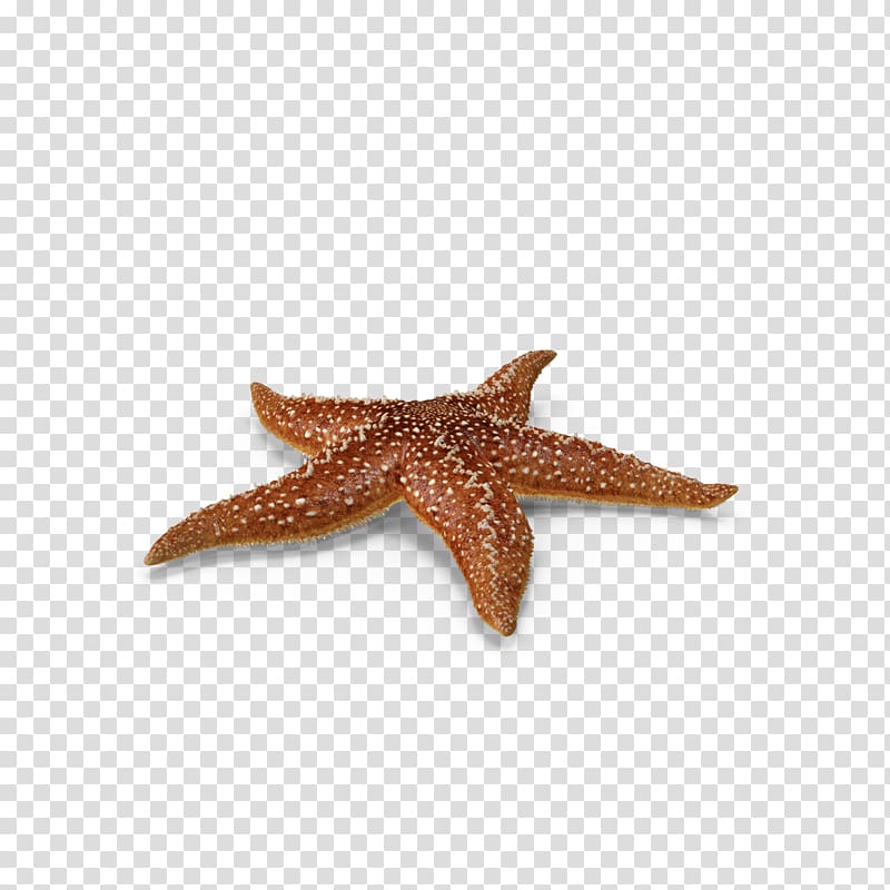brown starfish, Starfish Callopatiria granifera, Marine life starfish transparent background PNG clipart