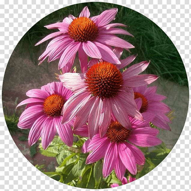 Daisy family Coneflower Aster Chrysanthemum, echinacea transparent background PNG clipart