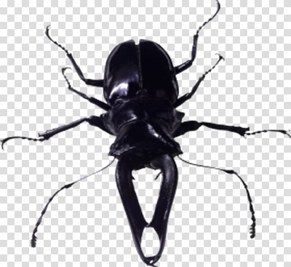 Insect file formats, Black beetle transparent background PNG clipart