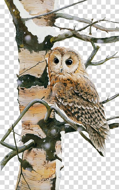 Owl Bird Nocturnality, owl transparent background PNG clipart
