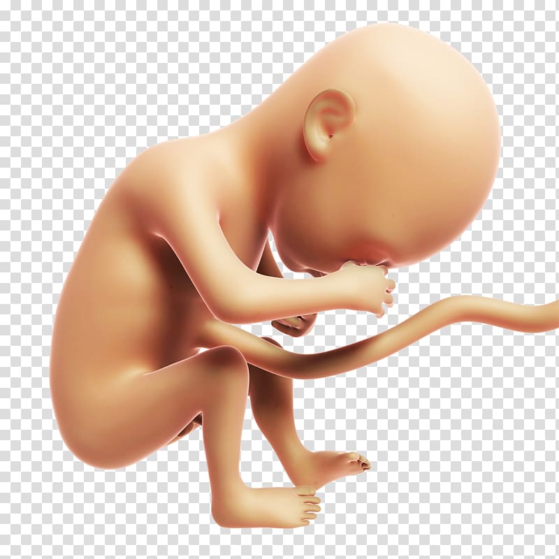 baby illustration, Fetus Month Prenatal development Illustration, Sleepy baby transparent background PNG clipart