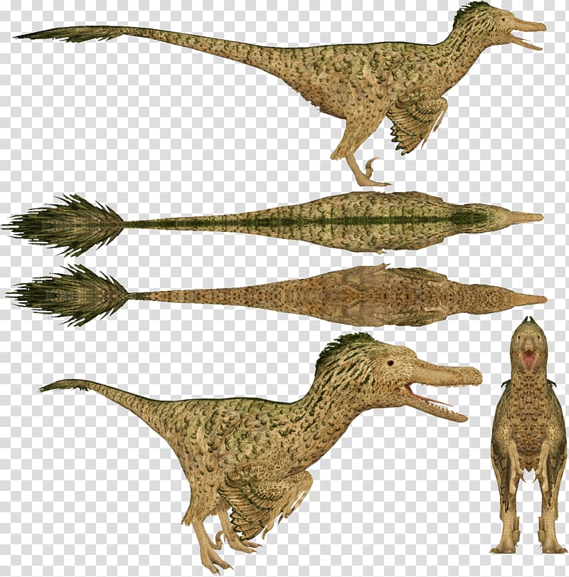 Velociraptor Dromaeosaurus Zoo Tycoon: Dinosaur Digs Utahraptor, dinosaur transparent background PNG clipart