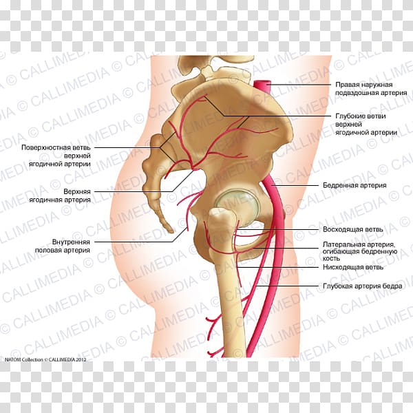 Hip Superior gluteal artery Deep artery of the thigh Femoral artery, Circumflex transparent background PNG clipart