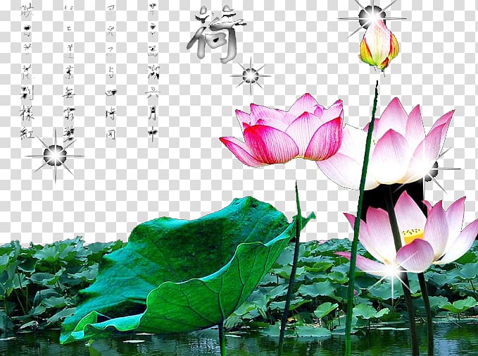 Nelumbo nucifera Egyptian lotus , Summer pond lotus transparent background PNG clipart