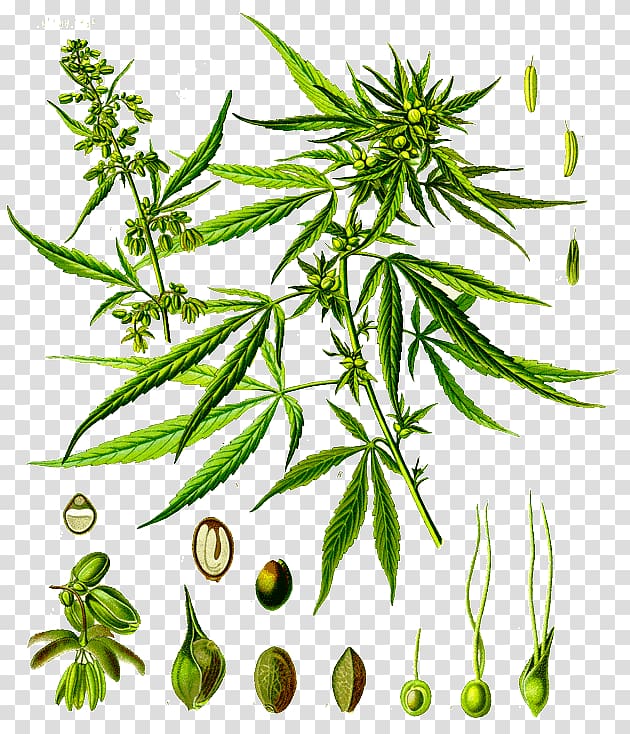 Cannabis sativa Hemp Plants Cannabidiol, cannabis transparent background PNG clipart