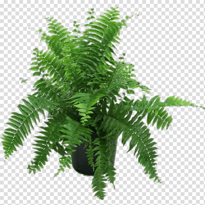 green leafed plant, Fern In Black Pot transparent background PNG clipart