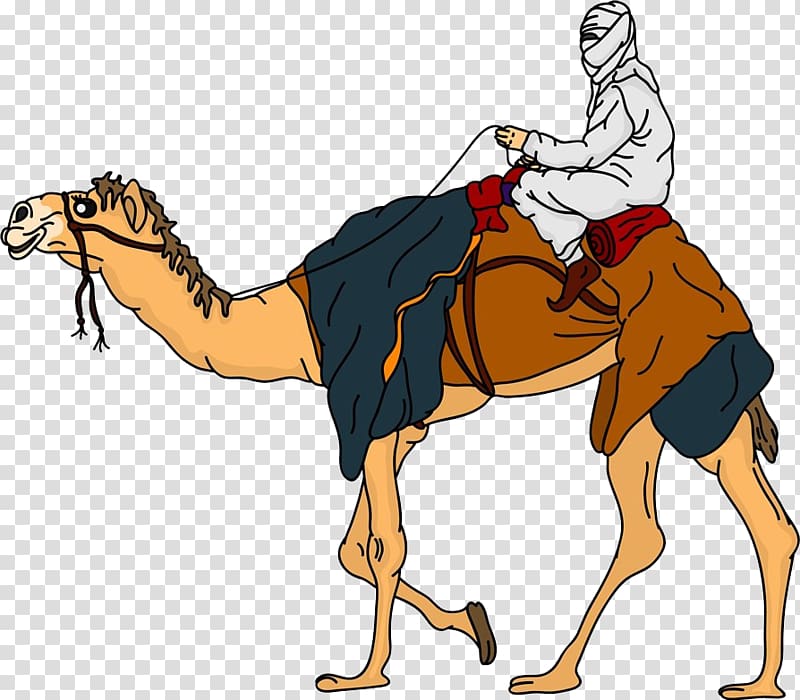 person riding camel illustration, Bactrian camel Dromedary Equestrianism , A camel man transparent background PNG clipart