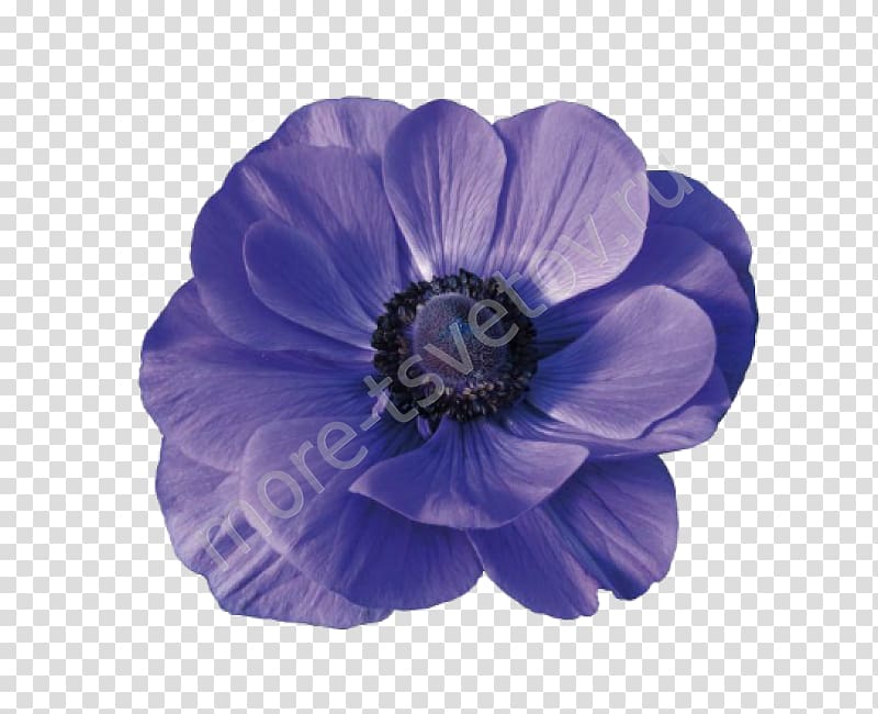 Sea anemone Cut flowers Blue Holambra, flower transparent background PNG clipart