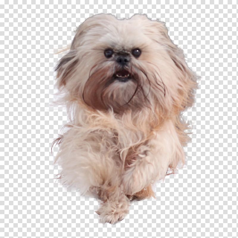 Shih Tzu Chinese Imperial Dog Little lion dog Havanese dog Affenpinscher, chien transparent background PNG clipart