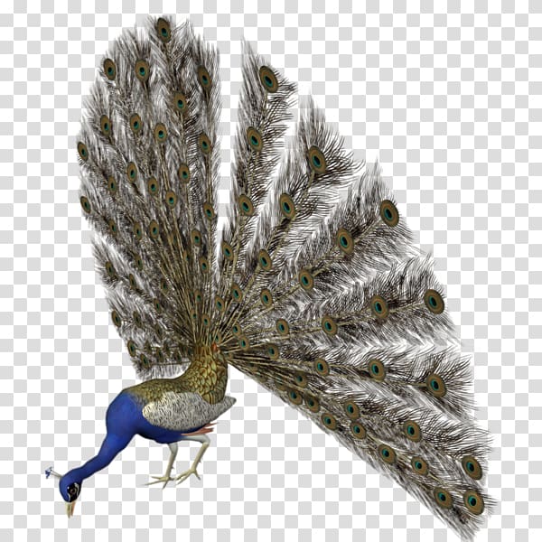 blue and green peafowl , Asiatic peafowl Bird Animation, Peacock transparent background PNG clipart