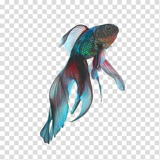 Fantail Black Telescope Koi Siamese fighting fish, Color fish transparent background PNG clipart