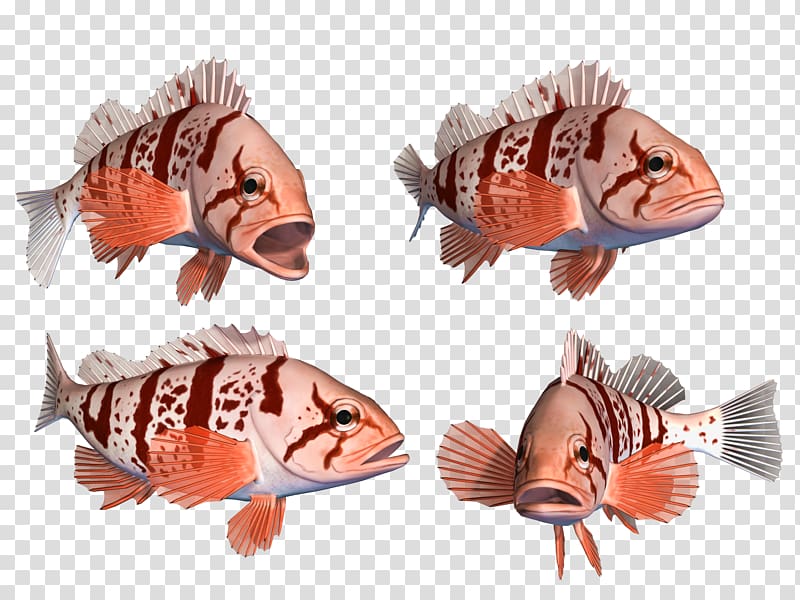 Deep sea fish 海水魚 Animal, fish transparent background PNG clipart