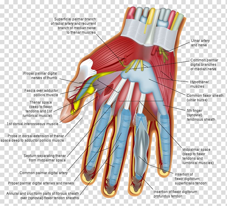 Wrist Hand Carpal bones Human body Finger, hand transparent background PNG clipart