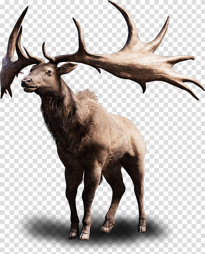Moose, elk transparent background PNG clipart