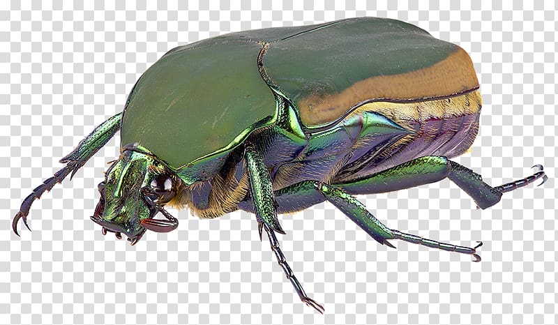 Orange County Mosquito and Control District Dung beetle Scarabs, beetle identification transparent background PNG clipart