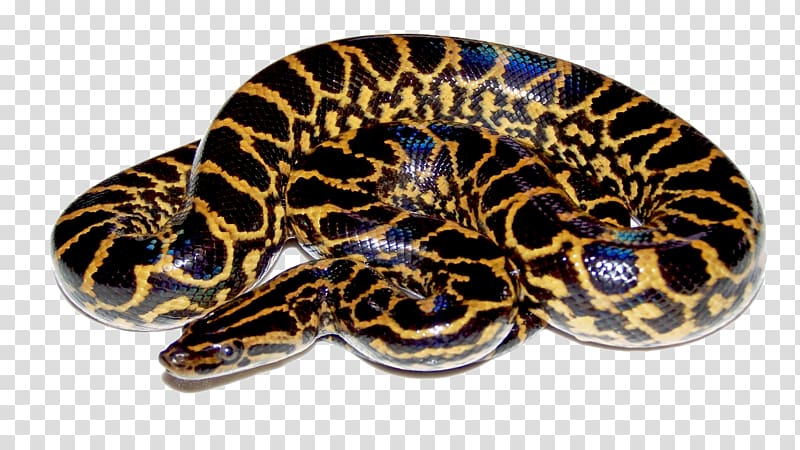 Yellow anaconda Green anaconda Snake , polar bear transparent background PNG clipart