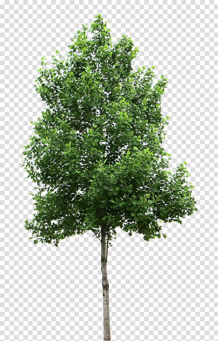 green trees, Tree Lindens , Tree transparent background PNG clipart