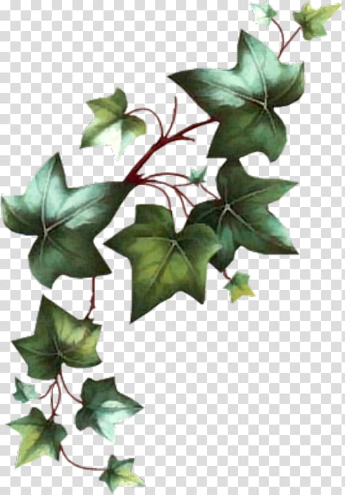 Common ivy Leaf Vine Drawing Araliaceae, Leaf transparent background PNG clipart