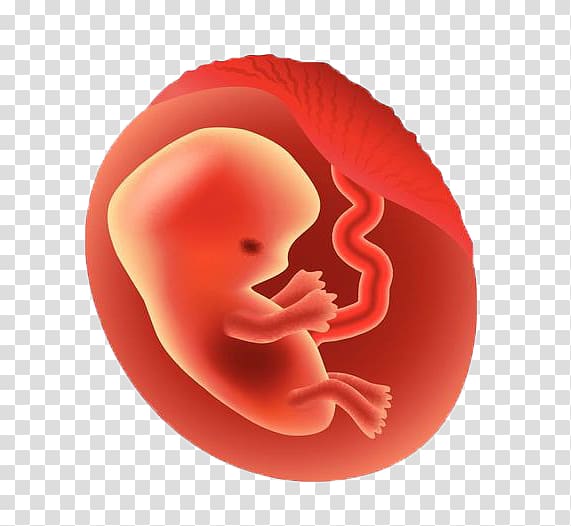 Fetus Pregnancy graphics Illustration Embryo, pregnancy transparent background PNG clipart