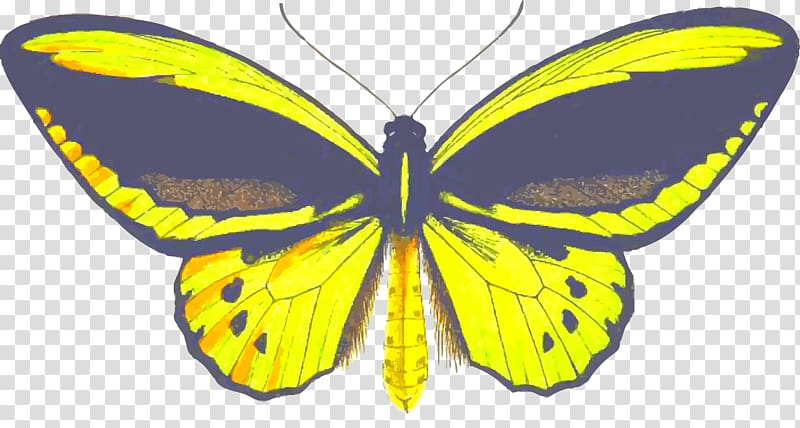 Butterfly Insect Birdwing , butterfly transparent background PNG clipart