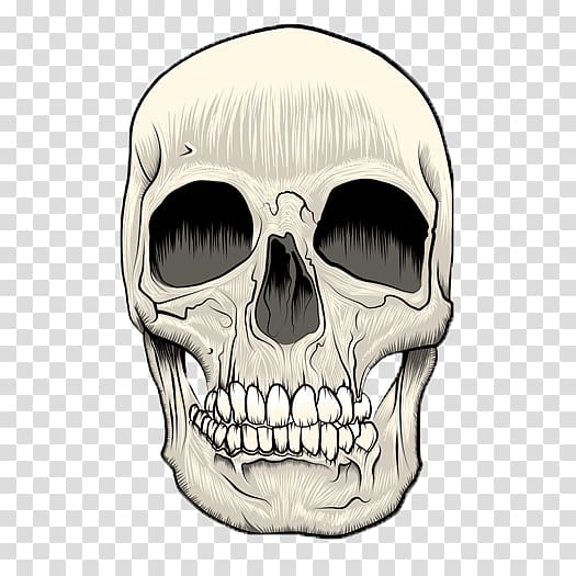 Skull Technical illustration, skull transparent background PNG clipart