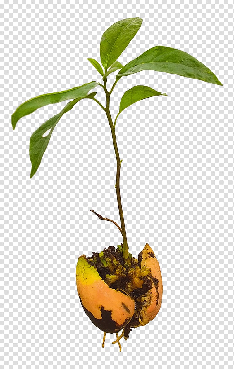 Avocado Tree Seedling Plant, avocado transparent background PNG clipart