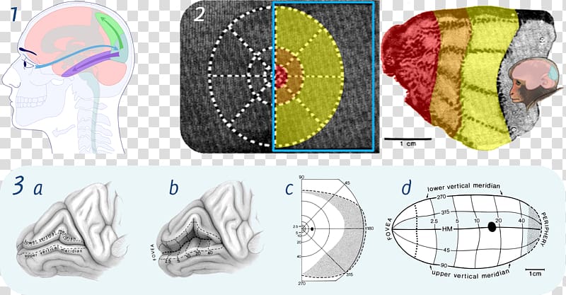 Visual cortex Visual perception Cerebral cortex Retinotopy Brain, Brain transparent background PNG clipart