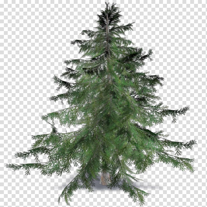 Spruce Fir Pine Cedrus brevifolia Larch, Needle transparent background PNG clipart
