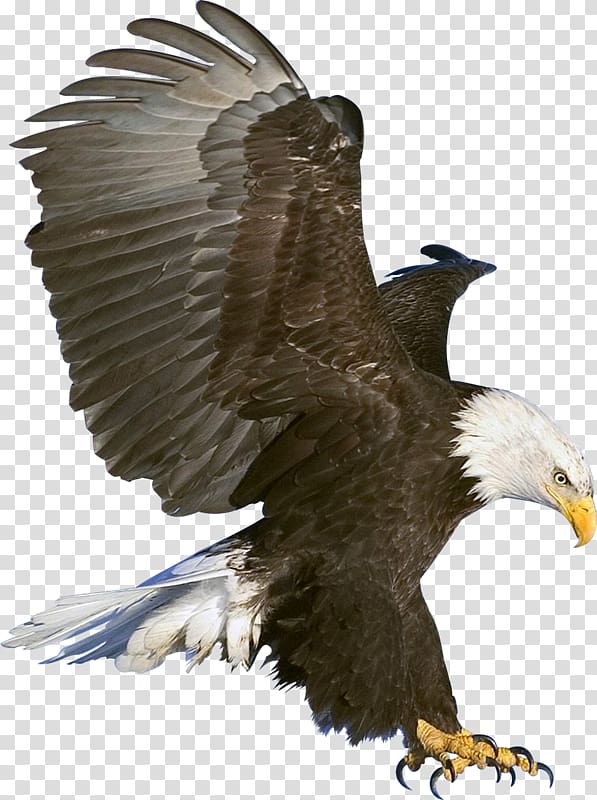 Eagle Flight , B. R. Ambedkar transparent background PNG clipart
