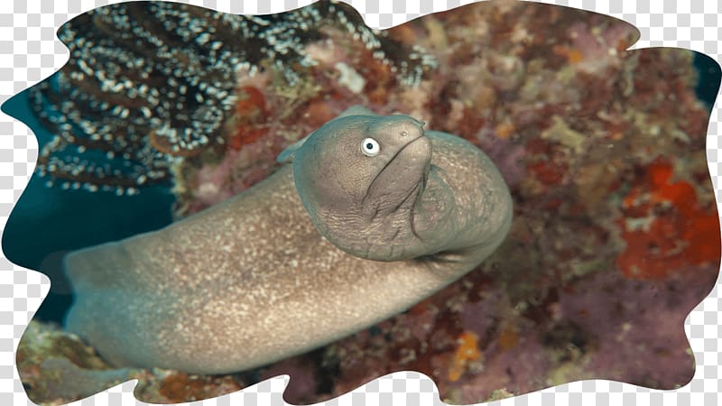 Mabul Island Sipadan Moray eel Giant moray Fish, fish transparent background PNG clipart