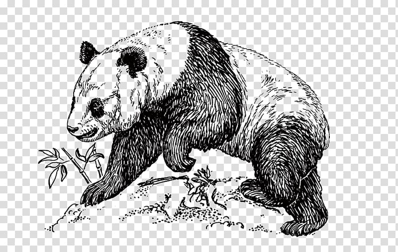 Giant panda Bear Drawing How-to Meme, Giant Panda transparent background PNG clipart
