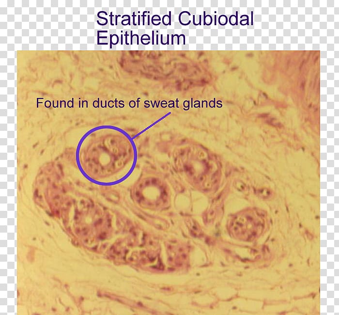 Stratified cuboidal epithelium Simple cuboidal epithelium Tissue Stratified columnar epithelium, Simple Cuboidal Epithelium transparent background PNG clipart