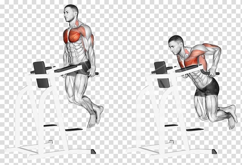Shoulder Dip Exercise Triceps brachii muscle Pectoralis major, chest muscle transparent background PNG clipart