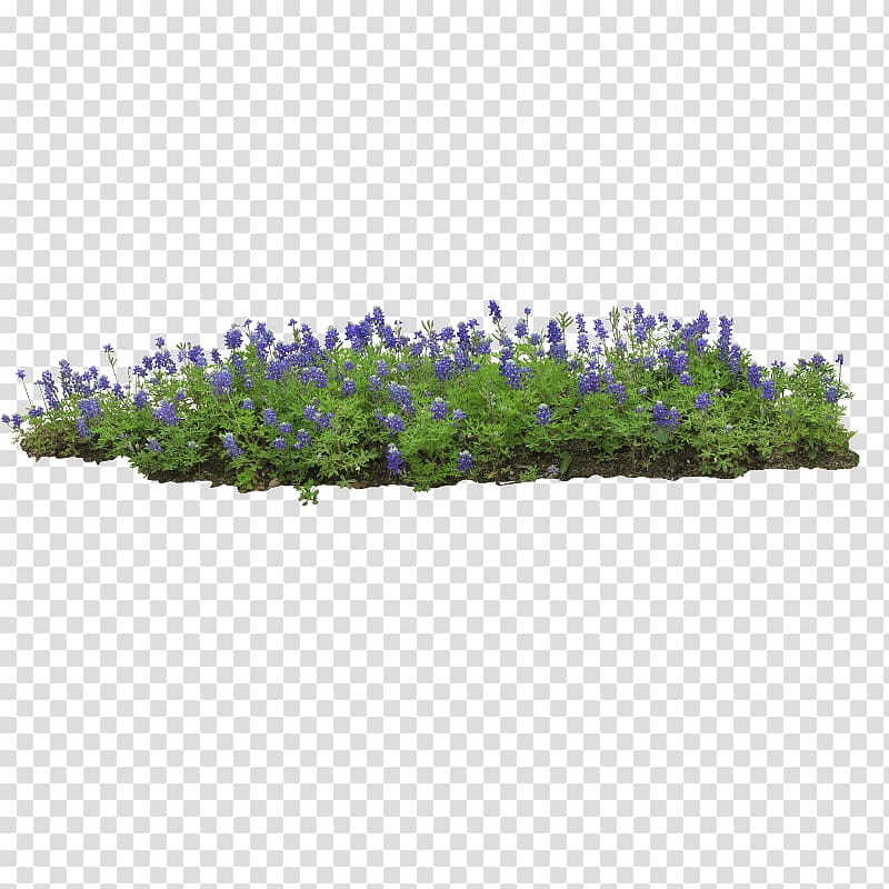 Flower garden English lavender Greenhouse, others transparent background PNG clipart