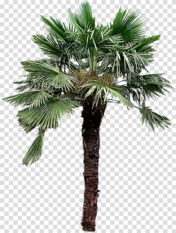 Asian palmyra palm Canary Islands Arecaceae Canary Island date palm Tree, tree transparent background PNG clipart