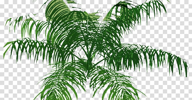 Arecaceae Tree Plan, tree transparent background PNG clipart
