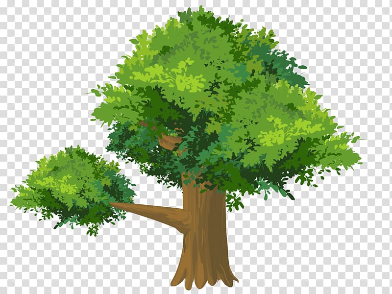 green leafed tree illustration, Cartoon Drawing Tree, Cartoon tree transparent background PNG clipart
