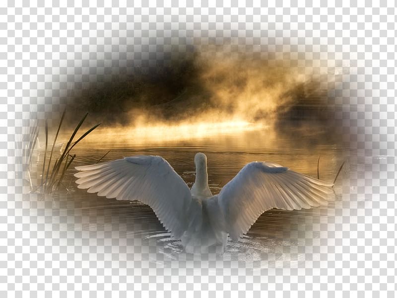 Mute swan Bird Black swan Goose Tundra Swan, Bird transparent background PNG clipart