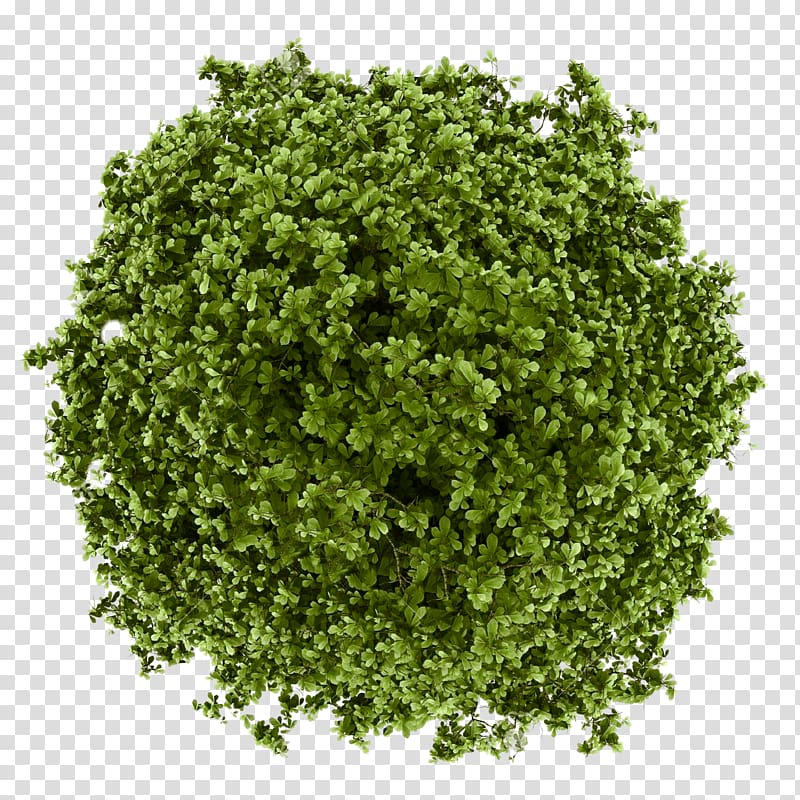 Matcha Green Tea Powder Matcha Green Tea Powder Bubble tea, green tea transparent background PNG clipart