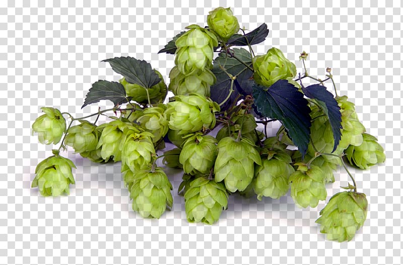 Beer Brewing Grains & Malts Cascade India pale ale Hops, beer transparent background PNG clipart