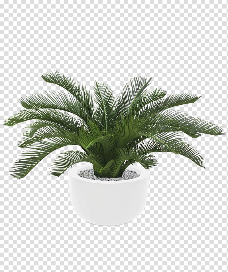 Sago palm Arecaceae Plant Metroxylon sagu Tree, plant transparent background PNG clipart