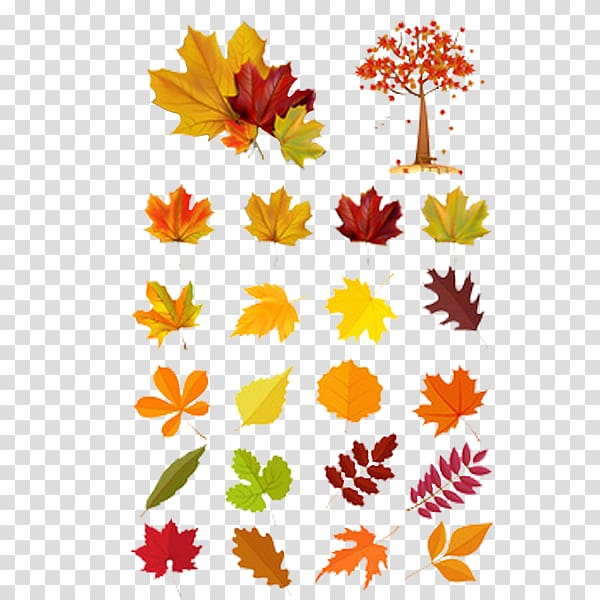 Leaf Euclidean Autumn Illustration, Autumn leaves cartoon transparent background PNG clipart