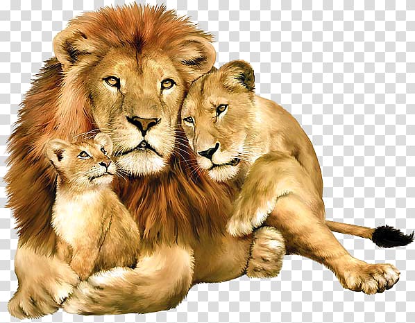 Lion crown HD wallpapers | Pxfuel