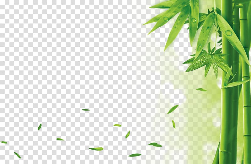 Bamboo Drawing, Environmentally friendly material bamboo Yela transparent background PNG clipart
