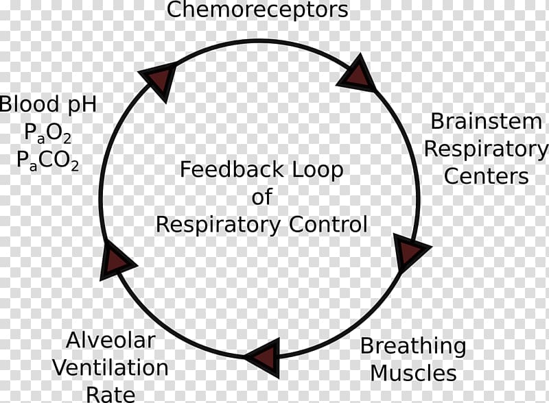 Negative feedback Respiration Respiratory system Causal loop diagram, Positive Feedback transparent background PNG clipart