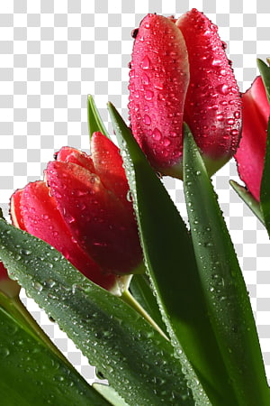 Những bông hoa Tulip đỏ rực rỡ chắc chắn sẽ thu hút bất kỳ ai bước qua. Hãy xem hình ảnh liên quan để thưởng thức vẻ đẹp quyến rũ của những bông hoa cực kỳ đẹp này.