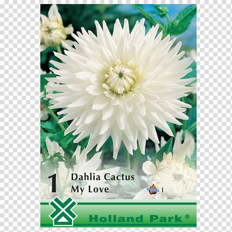 Dahlia Bulbs and Tubers Cactus Plants, love my dad transparent background PNG clipart