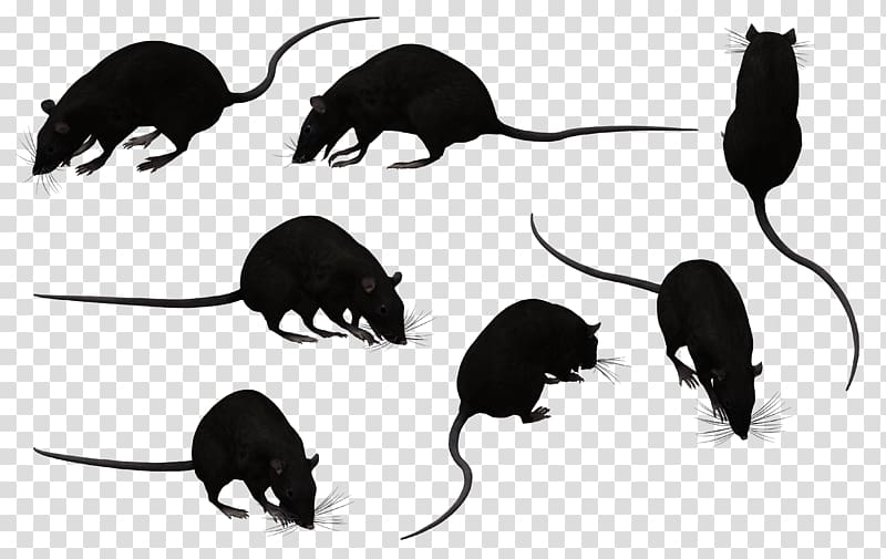 Black rat Murids Mouse Rodent Animal, rat transparent background PNG clipart