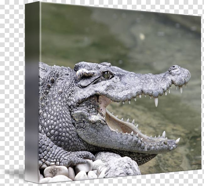Nile crocodile American alligator Terrestrial animal, crocodile transparent background PNG clipart