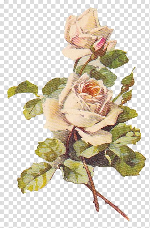 Beach rose Rosa multiflora Gratis, others transparent background PNG clipart